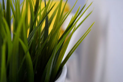 Close-up of fresh green plant in field