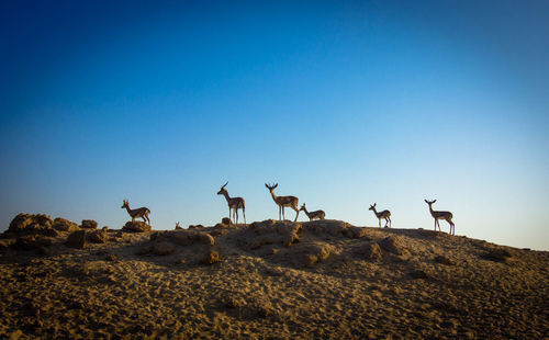 Low angle view of deer flying against clear blue sky