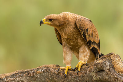 Close-up of golden eagle perching on branch