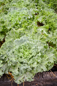 Close-up of fresh green plants