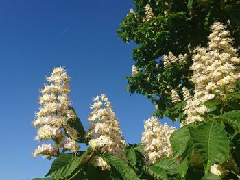 Low angle view of flowering tree against blue sky