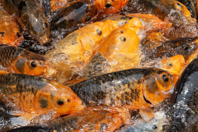 High angle view of koi carps swimming in pond