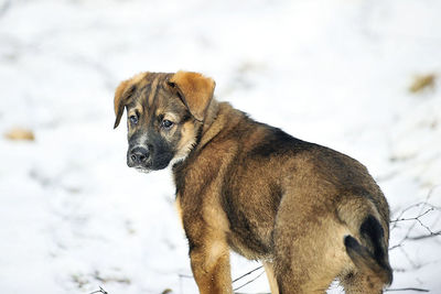 Portrait of a dog on snow