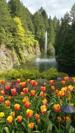 View of flowering plants by water