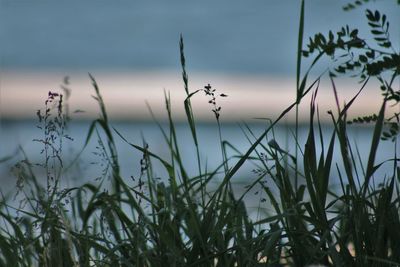 Close-up of grass against sky