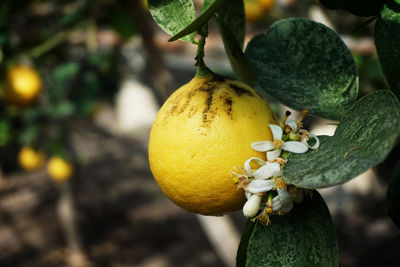 Close-up of fruit growing on tree