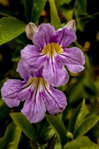 Close-up of purple flowers blooming outdoors