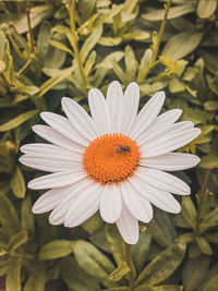 Close-up of white daisy