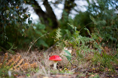 Close-up of mushroom growing on field