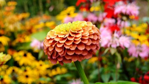 Close-up of orange flowering plant