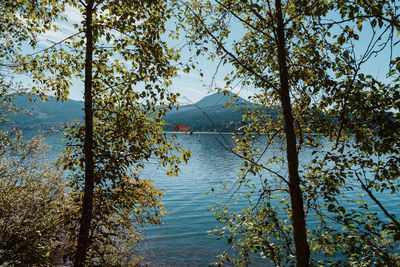 Scenic view of lake in forest against sky