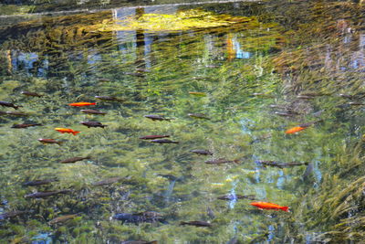 High angle view of koi carps swimming in water