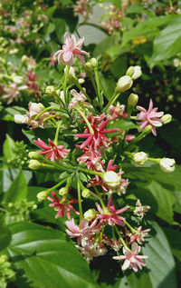 Close-up of pink flowers