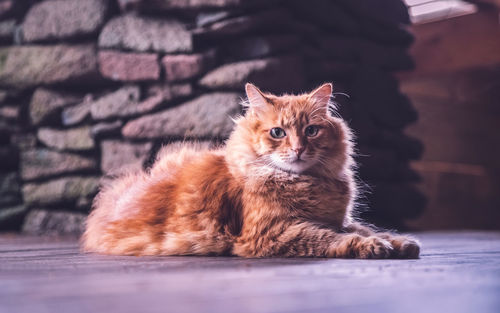 Portrait of kitten sitting on floor