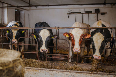 Cows standing in shed