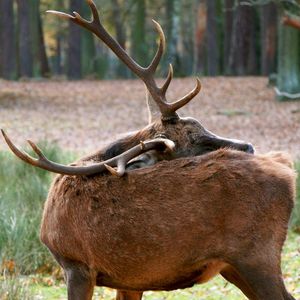 Close-up of an animal on field