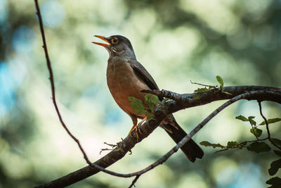 Close-up of bird perching on tree against sky