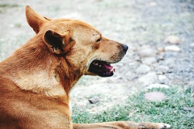 Close-up of a dog