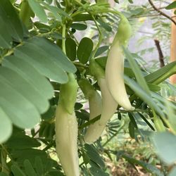 Close-up of fresh white flowering plant