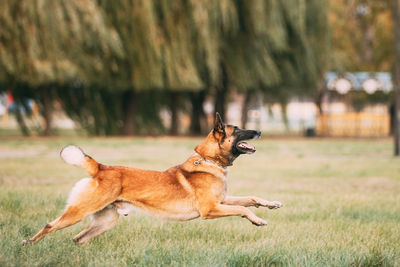 Dog running on field