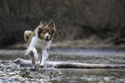 Dog running in river