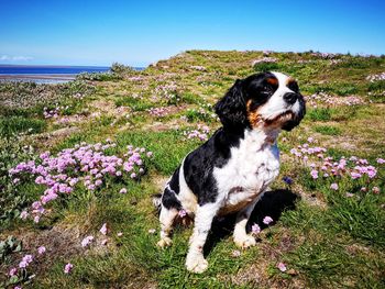 View of dog on field