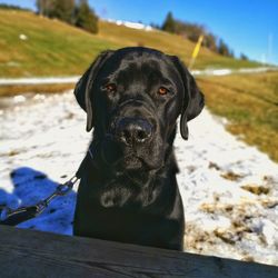 Close-up portrait of dog