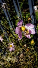 Close-up of purple flowering plants