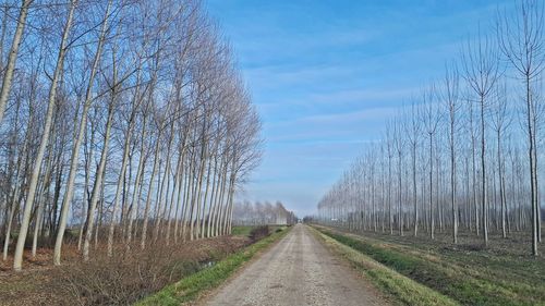 Road amidst trees against sky