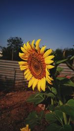 Close-up of sunflower blooming against sky