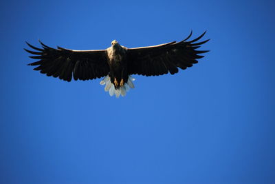 Low angle view of vulture flying against clear sky