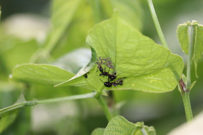 Close-up of insect on leaf