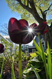 Close-up of red flowering plant against sky