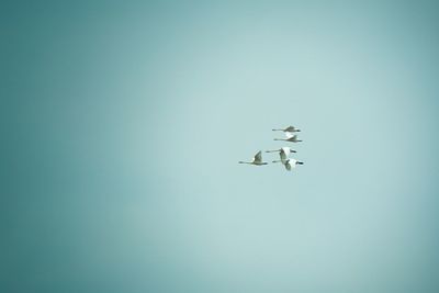 Low angle view of airplane flying in sky