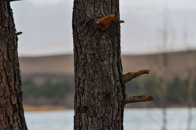 Close-up of bird perching on tree trunk