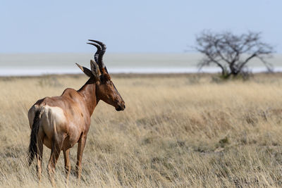 Horse on field against sky