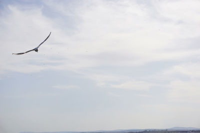 Low angle view of bird flying in sky