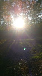 Sun shining through trees during sunset