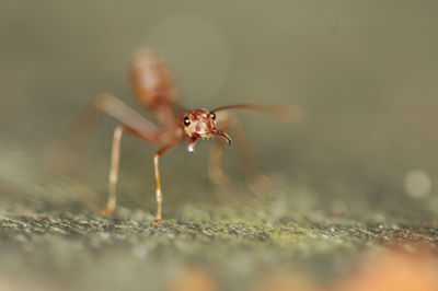 Close-up of ant on field