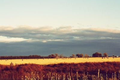 Scenic view of field against sky
