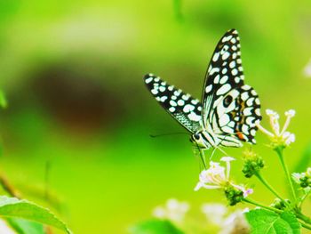 Close-up of butterfly on plant