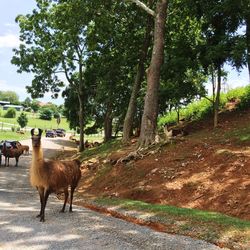 Sheep grazing on field