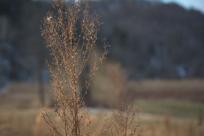 Close-up of snow on field