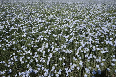 Flowery field of linen