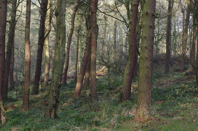 Trees in forest