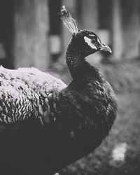 Close-up of a bird looking away