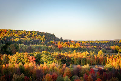 Scenic view of field against clear sky during autumn