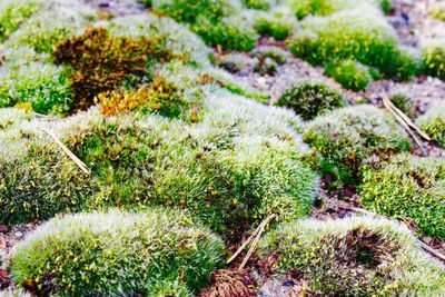 Close-up of plants