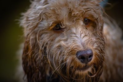 Close-up portrait of a dog