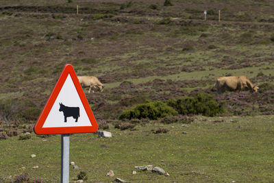 Cow warning traffic sign and cows behind